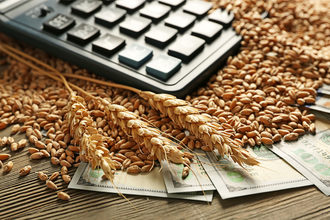 Bundles of wheat next to cash and a calculator. 